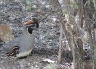 Gambel's Quail (18)