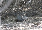 Gambel's Quail (19)
