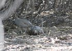 Gambel's Quail (20)