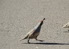 Gambel's Quail (21)
