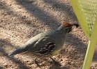 Gambel's Quail (22)