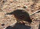 Gambel's Quail (23)