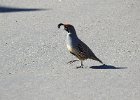 Gambel's Quail (24)