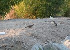 Gambel's Quail (8)