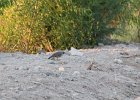 Gambel's Quail (9)
