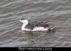 005 - 88 Red-throated Loon