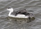 101Red-throated Loon