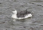 102Red-throated Loon