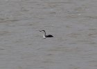 Red-throated Loon (1)