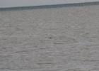 Red-throated Loon (10)