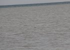 Red-throated Loon (11)