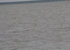 Red-throated Loon (15)