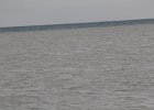 Red-throated Loon (16)