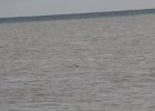 Red-throated Loon (17)
