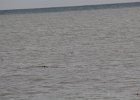 Red-throated Loon (18)
