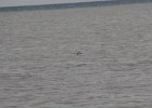 Red-throated Loon (19)
