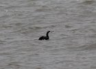 Red-throated Loon (2)