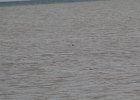 Red-throated Loon (20)