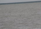 Red-throated Loon (21)