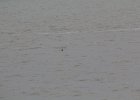 Red-throated Loon (22)
