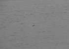 Red-throated Loon (23)