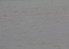 Red-throated Loon (25)