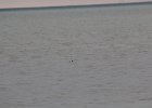 Red-throated Loon (27)