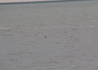 Red-throated Loon (28)