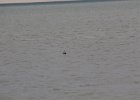 Red-throated Loon (29)