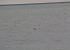 Red-throated Loon (33)