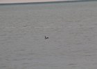 Red-throated Loon (34)
