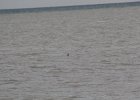 Red-throated Loon (4)