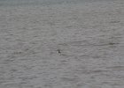 Red-throated Loon (41)