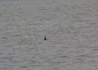 Red-throated Loon (42)