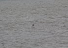 Red-throated Loon (44)