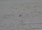 Red-throated Loon (46)
