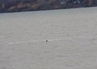 Red-throated Loon (47)