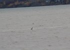 Red-throated Loon (49)