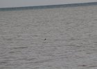 Red-throated Loon (5)