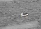 Red-throated Loon (52)