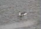 Red-throated Loon (54)