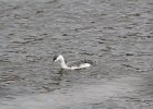 Red-throated Loon (58)
