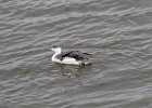 Red-throated Loon (59)