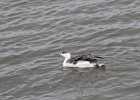 Red-throated Loon (60)