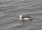 Red-throated Loon (61)