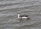Red-throated Loon (63)