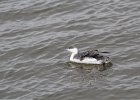Red-throated Loon (64)