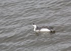 Red-throated Loon (65)