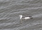 Red-throated Loon (66)