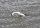 Red-throated Loon (67)